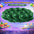 Globo 9" Colores Sólidos x25 - Globos de Látex para Decoración