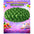 Globo 9" Colores Sólidos x50 - Globos de Látex para Decoración
